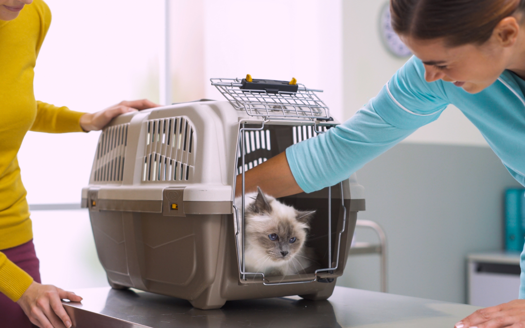 Why You Need Pet Carriers