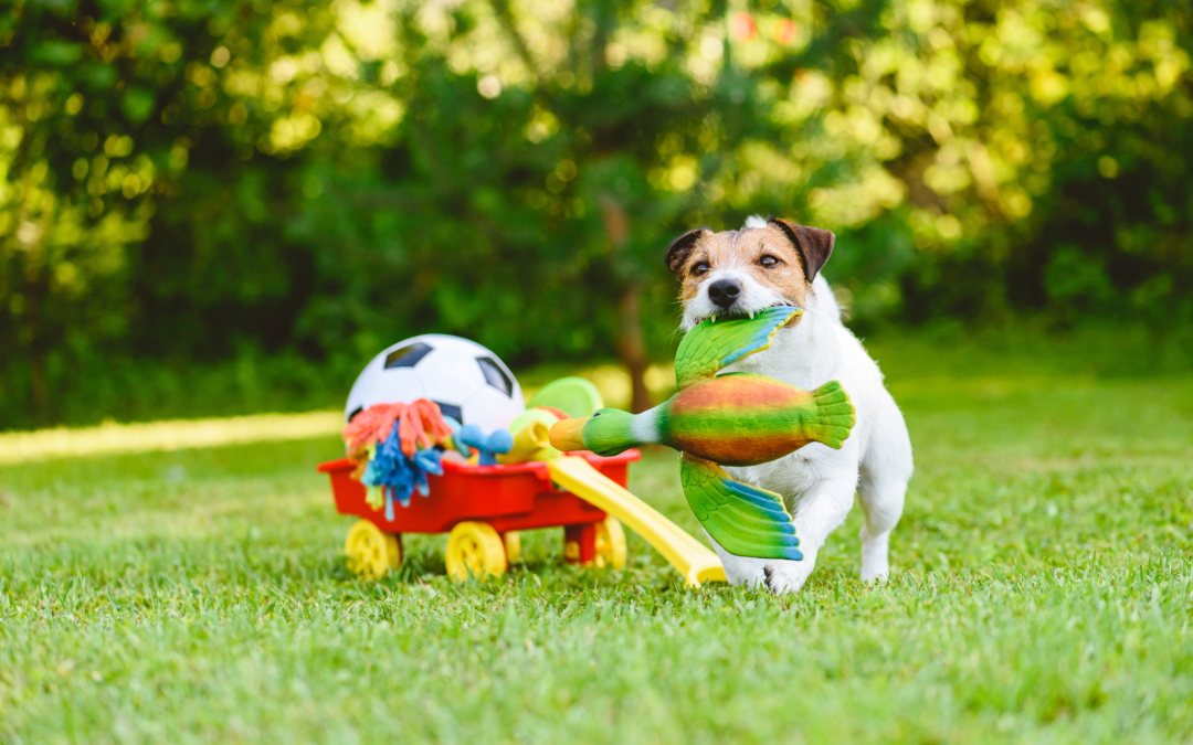 Most Popular Dog Toys For Your Furry Pal